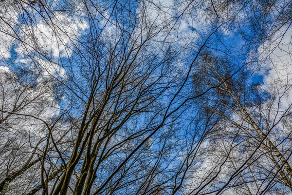 曇り空を背景に落葉樹の頂 木々の冠の下からの眺め青い空に背を向けることなく — ストック写真