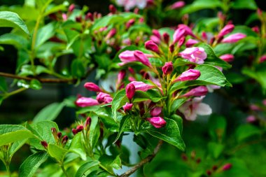 Çiçekli Weigela melezi Rosea. Bulanık yeşil arka planda beyaz ve pembe buğday dalları. Doğa duvar kâğıdı için çiçek manzarası. Seçici odaklanmayı kapat