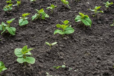 Bahçedeki taze fasulye bitkileri - yeni bir hayatın başlangıcı. Toprakta yetişen taze fasulye tarlaları. .