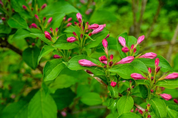開花Weigela Hybridda Rosea 白とピンクのワイゲラの花は ぼやけた緑色の背景で小枝を出します 自然の壁紙のための花の風景 クローズアップ選択的焦点 — ストック写真