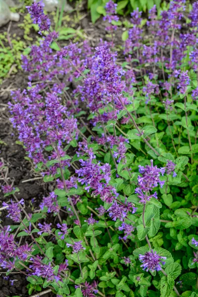 Nepeta Racemosa Raceme Catnip Syn Mussiniii Druh Kvetoucí Rostliny Čeledi — Stock fotografie