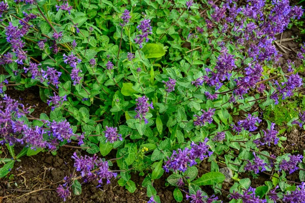 Nepeta Racemosa Catnip Raceme Syn Mussiniii Est Une Espèce Plante — Photo