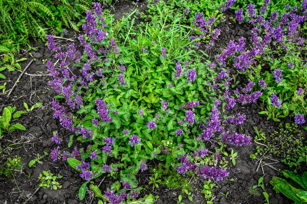 Nepeta Racemosa Raceme Catnip Syn 麝香属植物 Mussiniii 是兰科的一种开花植物 Nepeta Transcaucasica — 图库照片