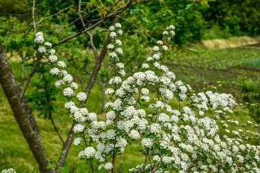 Beyaz spiraea çayırkuşu çalısı mayıs ayında çiçek açıyor. Alman çayır tatlısının tomurcukları ve beyaz çiçekleri .