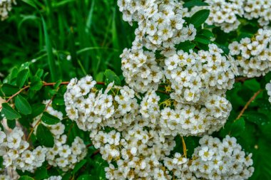 Beyaz spiraea çayırkuşu çalısı mayıs ayında çiçek açıyor. Alman çayır tatlısının tomurcukları ve beyaz çiçekleri .