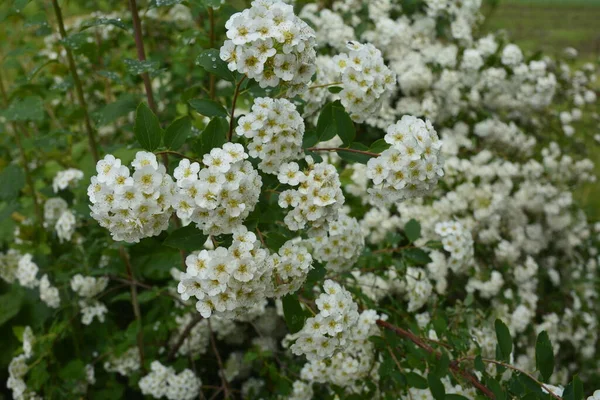 Witte Spiraea Weilanden Struiken Bloei Maand Mei Knopen Witte Bloemen — Stockfoto