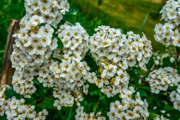 Weiße Spiraea Wiesensträucher Blühen Monat Mai Knospen Und Weiße Blüten — Stockfoto