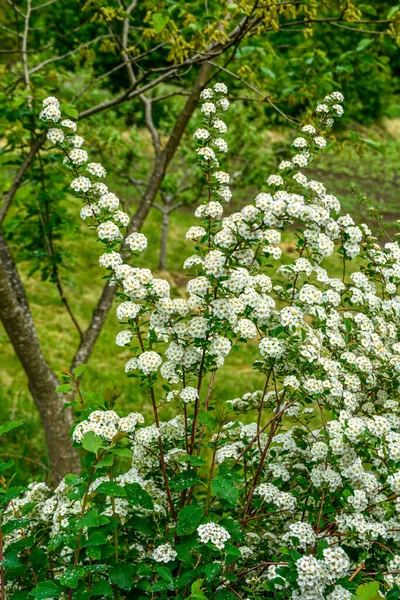 Biała Spiraea Meadowsweets Krzak Rozkwicie Miesiącu Maju Pąki Białe Kwiaty — Zdjęcie stockowe