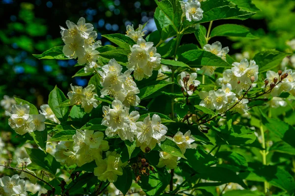 Nahaufnahme Von Jasminblüten Einem Garten Zweig Mit Weißen Blumen Schöne — Stockfoto