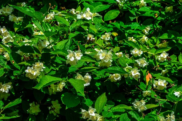 Close Flores Jasmim Jardim Ramo Com Flores Brancas — Fotografia de Stock