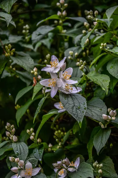 Nahaufnahme Von Jasminblüten Einem Garten Zweig Mit Weißen Blumen Schöne — Stockfoto
