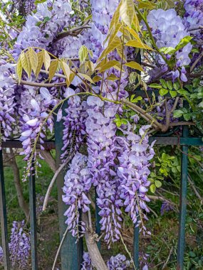 Çiçek açan menekşe salkım salkımı Sinensis. Asılan yarışlarda kokulu, klasik mor çiçekli güzel bir ağaç. Mavi Çin Glisinyası, Fabaceae familyasından bir bitki türü..