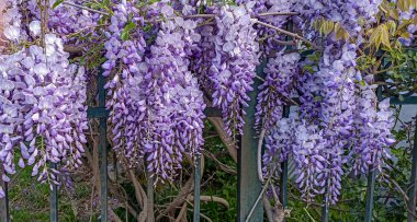 Çiçek açan menekşe salkım salkımı Sinensis. Asılan yarışlarda kokulu, klasik mor çiçekli güzel bir ağaç. Mavi Çin Glisinyası, Fabaceae familyasından bir bitki türü..