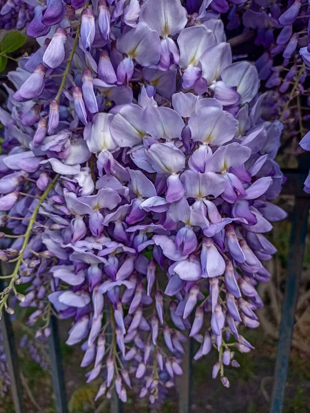 盛开的紫罗兰紫藤 美丽多产的树 有香味 经典的紫色花朵在悬挂的总状花序 蓝藻是豌豆科植物中的一种开花植物 其种类为蓝藻科 — 图库照片