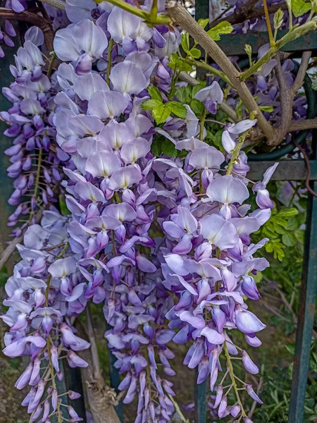 Kwitnąca Fioletowa Wisteria Sinensis Piękne Płodne Drzewo Pachnącymi Klasycznymi Purpurowymi — Zdjęcie stockowe