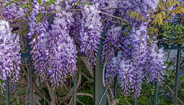 Glicine Viola Glicine Sinensis Bellissimo Albero Prolifico Con Fiori Viola — Foto Stock