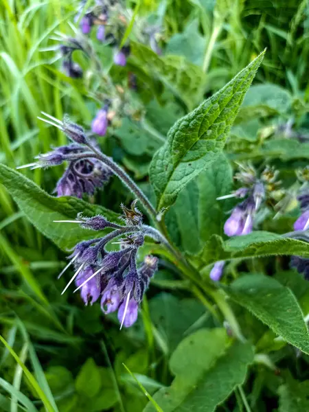 Dans Prairie Parmi Les Herbes Sauvages Consoude Symphytum Officinale Fleurit — Photo