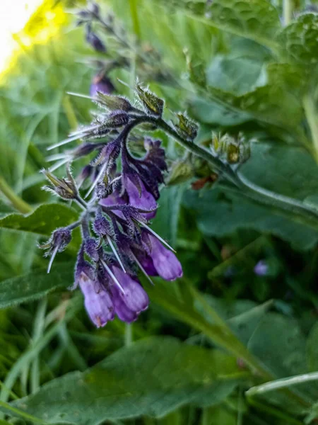 Dans Prairie Parmi Les Herbes Sauvages Consoude Symphytum Officinale Fleurit — Photo