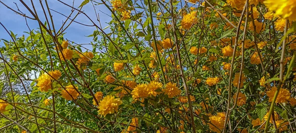 Close Flor Amarela Kerria Japonica Visto Jardim Amarelo Kerria Japonica — Fotografia de Stock