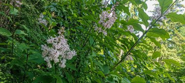 Yeşil bitki örtüsünün bulanık arka planında bulunan Macar leylağının kızıllığı. Latince adı Şırınga Josikaea. Şırınga josikaea, Macar leylağı seçici odak .