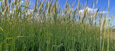 Çavdar tarlası (Secale tahıl gevreği). Yeşil, taze çavdar kulakları. Tarlada yetişen çavdar yeşili. Çavdar ekmeği..