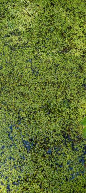 Ördek otu, ördek otu, Küçük Ördek Yosunu, Doğal Yeşil Ördek Yosunu (Lemna perpusilla Torrey), arka plan veya doku için suyun üzerinde. Su arka planındaki yeşil yaprak bitkisini kapat.