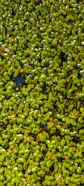 Comune Duckweed Duckweed Lesser Duckweed Natural Green Duckweed Lemna Perpusilla — Foto Stock