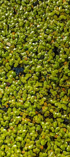 Common Duckweed Duckweed Lesser Duckweed Natural Green Duckweed Lemna Perpusilla — Stock Photo, Image