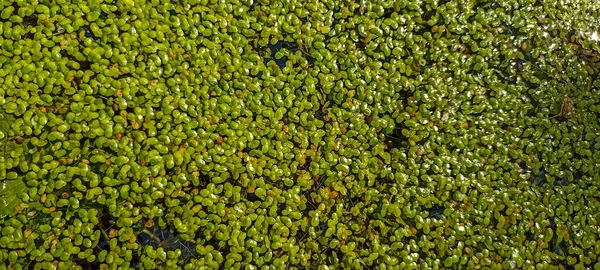 一般的なダックウィード ダックウィード 以下のダックウィード 天然緑のダックウィード Lemna Perpuilla Torrey 背景やテクスチャのための水に 水の背景に緑の葉の水生植物を閉じます — ストック写真