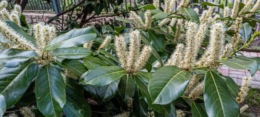 Prunus laurocerasus kiraz çiçekli bitkiler, çalılıklardaki beyaz çiçekler, yeşil yapraklar