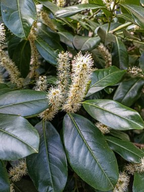 Prunus laurocerasus kiraz çiçekli bitkiler, çalılıklardaki beyaz çiçekler, yeşil yapraklar
