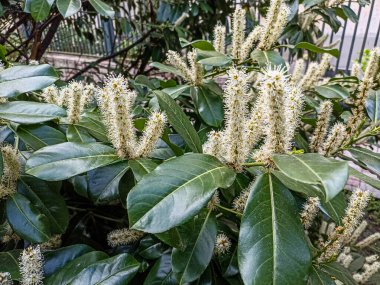 Prunus laurocerasus kiraz çiçekli bitkiler, çalılıklardaki beyaz çiçekler, yeşil yapraklar