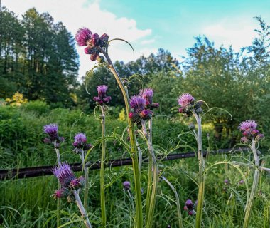 Brook devedikeni (Cirsium Rivulare) ve mor tomurcuklu yakın plan. Sirum Rivulare Atropurpureum Plume Thistle.
