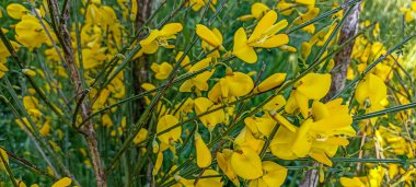 Cytisus Scoparius 'un çiçek açan sarı çiçekleri, yaygın süpürge ya da İskoç süpürgesi, Syn' in dalını kapatın. Sarothamnus Scoparius. Nisan ayında çiçek açan süpürge, Cytisus scoparius.