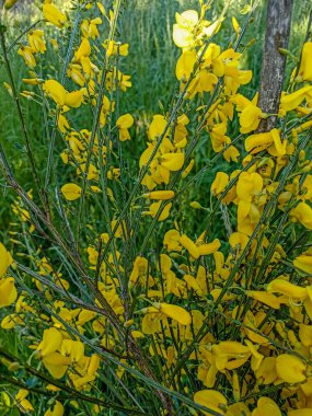 Cytisus Scoparius 'un çiçek açan sarı çiçekleri, yaygın süpürge ya da İskoç süpürgesi, Syn' in dalını kapatın. Sarothamnus Scoparius. Nisan ayında çiçek açan süpürge, Cytisus scoparius.