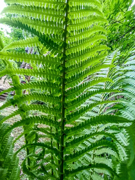 Grüne Farnblätter Dunkler Natürlicher Waldhintergrund Schöne Wildpflanzen Blätter Muster Farn — Stockfoto