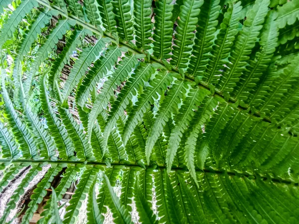 Grüne Farnblätter Dunkler Natürlicher Waldhintergrund Schöne Wildpflanzen Blätter Muster Farn — Stockfoto