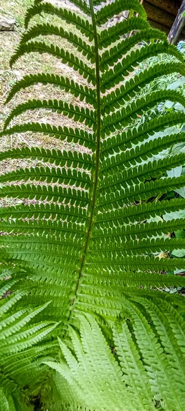 Grüne Farnblätter Dunkler Natürlicher Waldhintergrund Schöne Wildpflanzen Blätter Muster Farn — Stockfoto