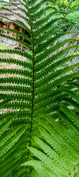 Green fern leaves texture, dark natural forest background. Beautiful wild plants leaves pattern. fern - symbol of litha sabbath, sacred plant of wicca. top view