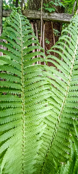 Hojas Helecho Verde Textura Fondo Oscuro Bosque Natural Hermosas Hojas — Foto de Stock