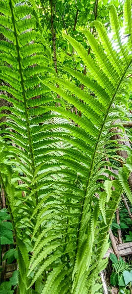 Zielona Paproć Pozostawia Teksturę Ciemne Naturalne Tło Lasu Piękne Dzikie — Zdjęcie stockowe
