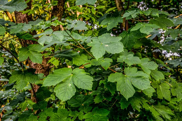 Sycamore Sycamore Maple Olarak Bilinen Acer Pseudoplatanus Ağacının Tohum Yapraklarıyla — Stok fotoğraf