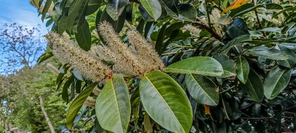 Prunus Laurocerasus Kiraz Çiçekli Bitkiler Çalılıklardaki Beyaz Çiçekler Yeşil Yapraklar — Stok fotoğraf