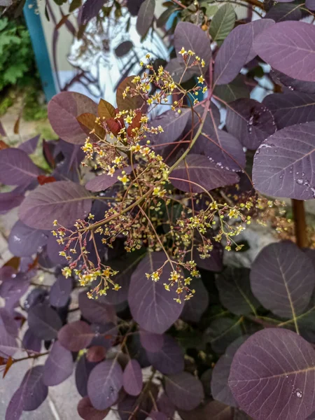 コティヌス コギグリアや煙の木の葉や羽の花を持つ背景の壁紙春の自然のカラフルな色合いの美しさのために ヨーロッパの裏庭 — ストック写真