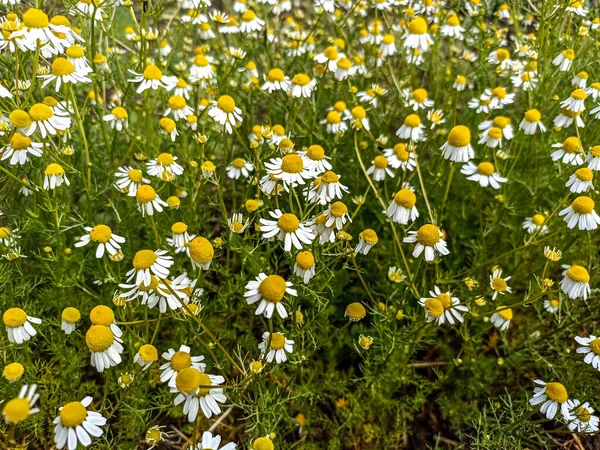 Closed Chamomile Gardenfield Little Yellowish White Flowers Commonly Called German — Stock Photo, Image