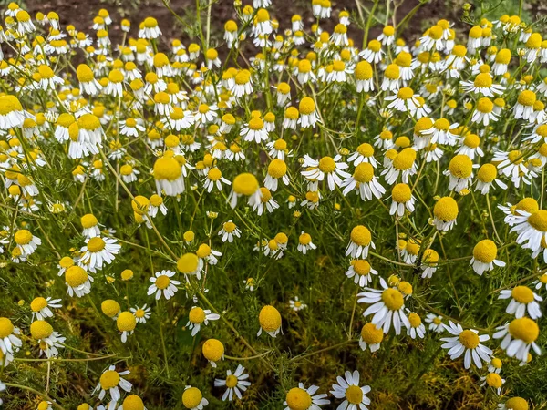 Closed Chamomile Gardenfield Little Yellowish White Flowers Commonly Called German — Stock Photo, Image