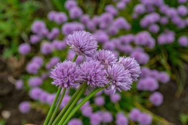 Bahçede mor tomurcuklu yemyeşil soğanlar. Yabani Chives çiçeği ya da Çiçekli Soğan, Allium Schoenoprasum, Çin Chives, Schnittlauch, Sarımsak Chives. Sığ alan derinliği