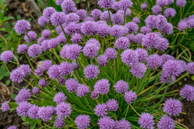 Bahçede mor tomurcuklu yemyeşil soğanlar. Yabani Chives çiçeği ya da Çiçekli Soğan, Allium Schoenoprasum, Çin Chives, Schnittlauch, Sarımsak Chives. Sığ alan derinliği