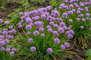 Bahçede mor tomurcuklu yemyeşil soğanlar. Yabani Chives çiçeği ya da Çiçekli Soğan, Allium Schoenoprasum, Çin Chives, Schnittlauch, Sarımsak Chives. Sığ alan derinliği