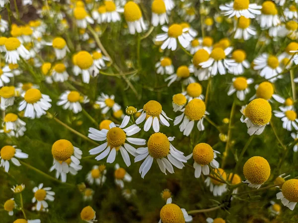 Closed Chamomile Gardenfield Little Yellowish White Flowers Commonly Called German — Stock Photo, Image